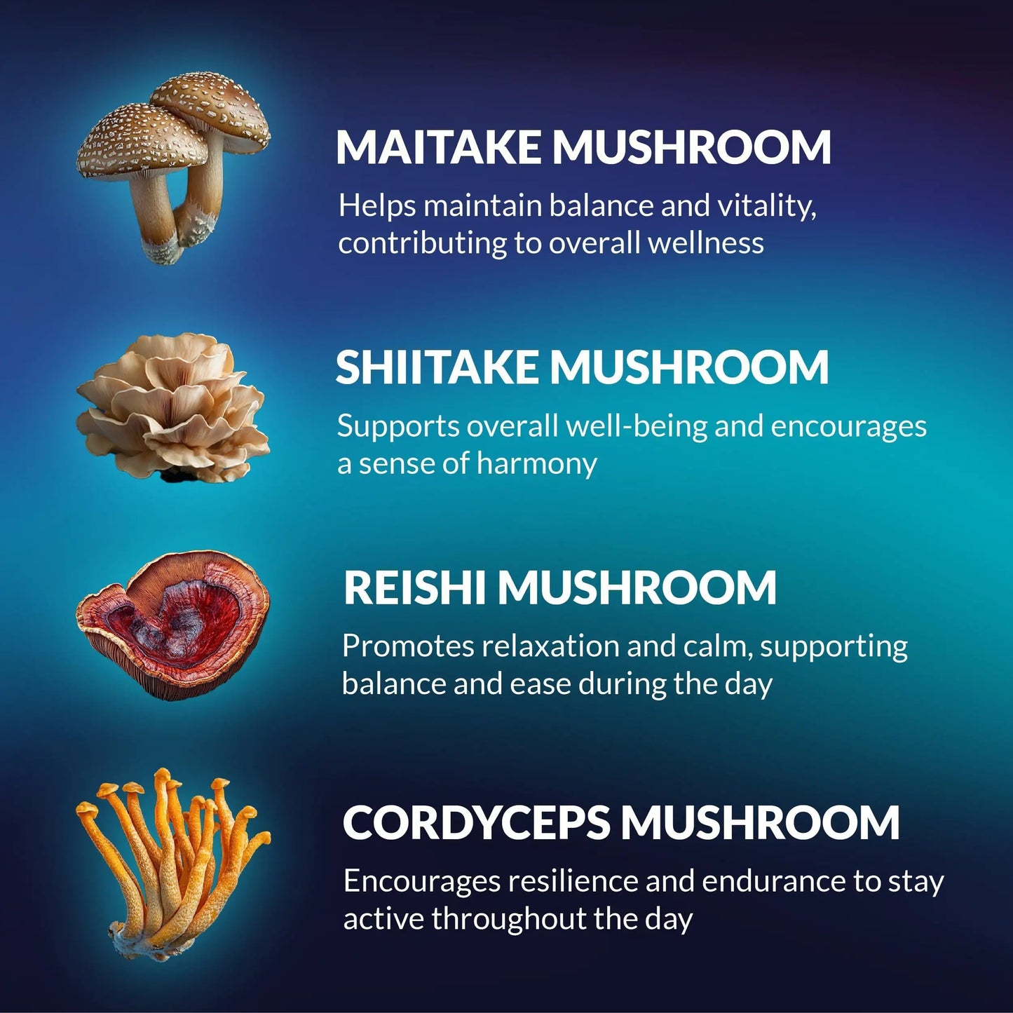 Mushroom Gummies - Lion Mane & Reishi (60 Count)